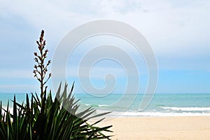 Blooming yucca against a sandy beach and the sea