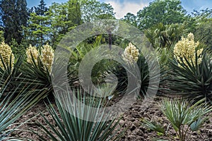 Blooming Yucca gloriosa in the landscape park