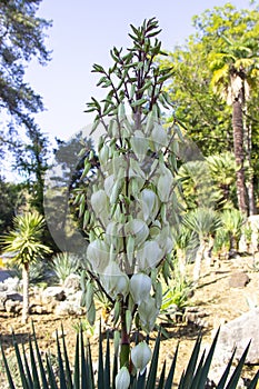 Blooming Yucca gloriosa. perennial evergreen monoecious plant Asparagaceae