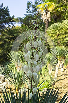 Blooming Yucca gloriosa. perennial evergreen monoecious plant Asparagaceae