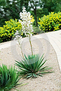 Blooming yucca palm