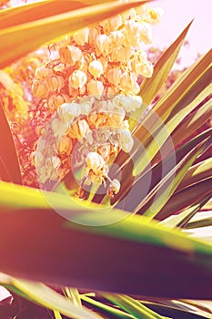 Blooming Yucca palm tree with delicate white flowers and spiky green leaves. Beautiful soft sunlight