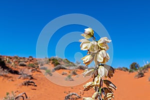 Blooming yucca plant. Monument Valley Tribal Park, USA