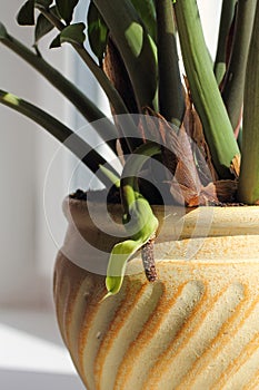 Blooming zamioculcas flower. Rarity.