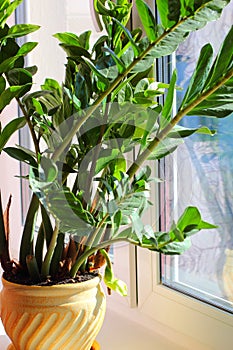 Blooming zamioculcas flower. Rarity.