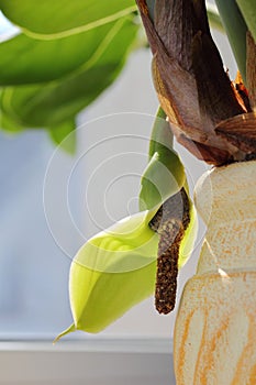 Blooming zamioculcas flower. Rarity. photo