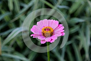 Blooming zinnia flower on a green background of grass
