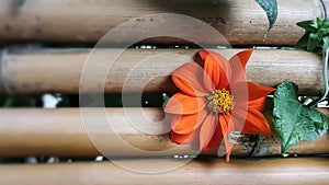 Blooming Zinnia flower and green leaves on bamboo garden fence