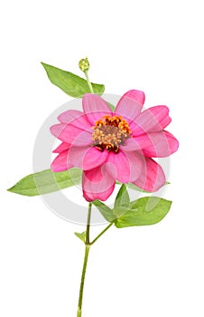 A blooming zinnia flowers isolated white background