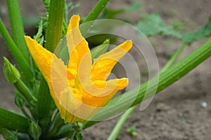 Blooming zucchini in the garden