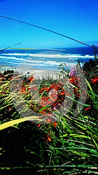 Blooms at the beach