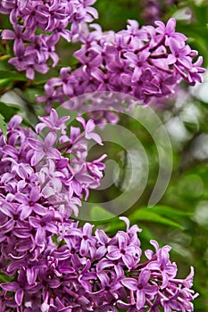 Blooms of beautiful lilacs framing vertical photo in Lombard, Illinois