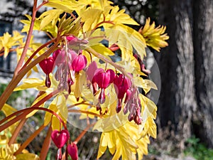 Blooms of the bleeding heart plant cultivar Dicentra spectabilis `Gold Hearts`. Brilliant gold leaves and peach-colored stems,