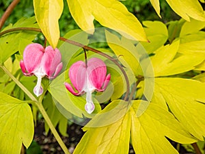 Blooms of the bleeding heart plant cultivar Dicentra spectabilis `Gold Hearts`. Brilliant gold leaves, peach-colored stems,