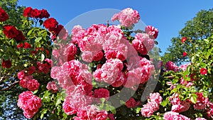 Blooms Colorful Sweet Pink Purple Roses With Green Leaves