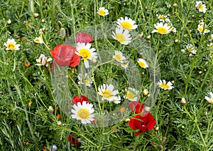 Blooms of crown daisies and common poppies in a garden in Morocco near Meknes.