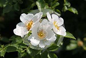 Blooms of eglantine