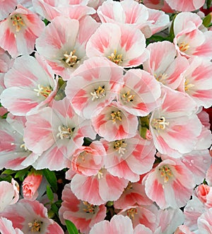 Flowers of Godetia photo