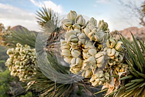 Blooms on Joshua Tree in Wet Spring