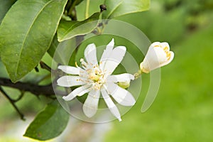 Blooms of lemmon tree