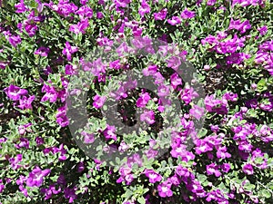 Blooms of Leucophyllum Frutescens also known as Texas Sage or Texas Rangers Shrub photo