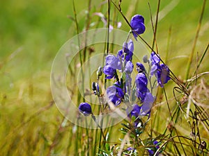 Blooms from monkshood, Aconitum napellus