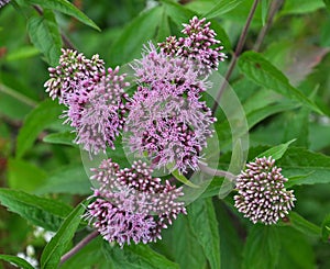 It blooms in nature hemp agrimony Eupatorium cannabinum