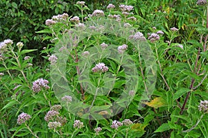 It blooms in nature hemp agrimony Eupatorium cannabinum