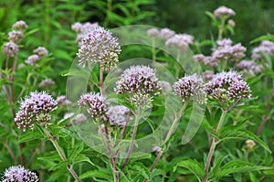 It blooms in nature hemp agrimony Eupatorium cannabinum