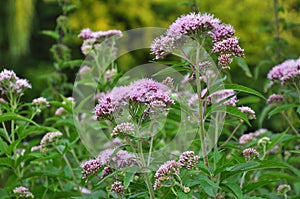 It blooms in nature hemp agrimony Eupatorium cannabinum