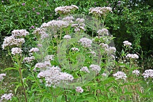 It blooms in nature hemp agrimony Eupatorium cannabinum