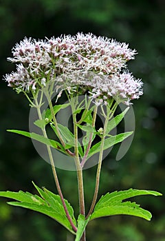 It blooms in nature hemp agrimony Eupatorium cannabinum