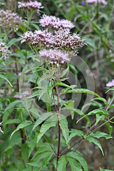 It blooms in nature hemp agrimony Eupatorium cannabinum