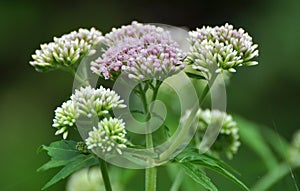 It blooms in nature hemp agrimony Eupatorium cannabinum