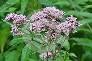 It blooms in nature hemp agrimony Eupatorium cannabinum