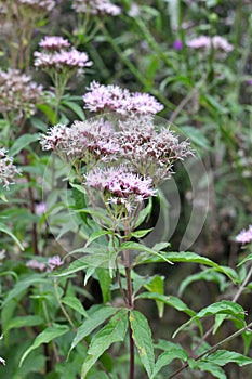 It blooms in nature hemp agrimony Eupatorium cannabinum