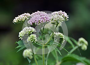 It blooms in nature hemp agrimony (Eupatorium cannabinum