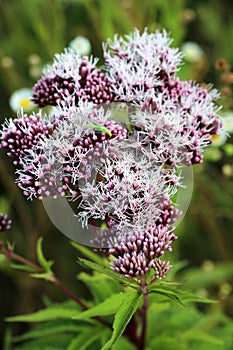 It blooms in nature hemp agrimony (Eupatorium cannabinum