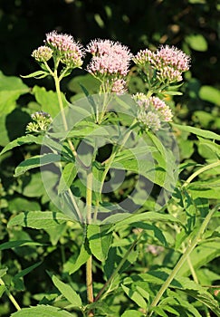 It blooms in nature hemp agrimony (Eupatorium cannabinum