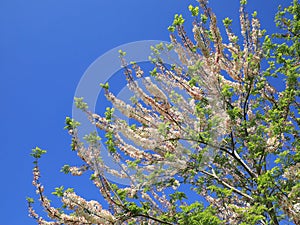 Blooms on a Pink Shower Tree