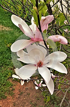 Blooms on Pink Tulip Tree Magnolia Campbellii