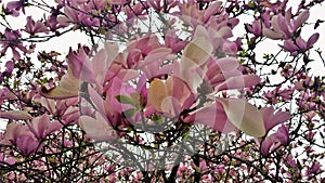 Blooms on Pink Tulip Tree Magnolia Campbellii