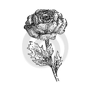 blooms ranunculus sketch hand drawn vector