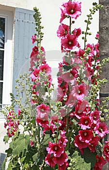 Blooms of a red soaker rose