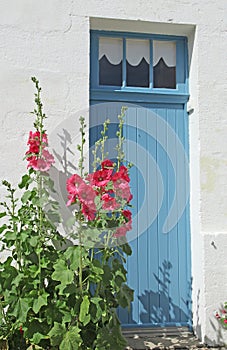 Blooms of a red soaker rose in front of a house