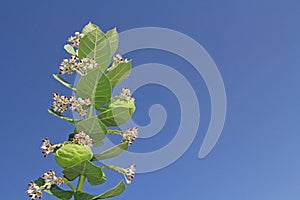 Blooms and Seed Pods on a Giant Milkweed