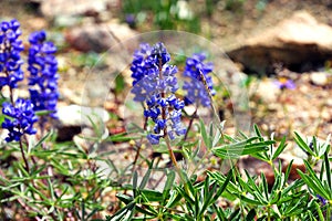 Blooms of Silvery Lupine