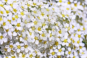 Blooms of the spiraea shrub spiraea in macro key picture. Beautiful flowers texture of spiraea cinerea. Spring flowers pattern. C