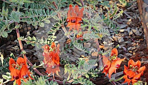 The blooms of Stuat`s desert pea or Swainsona formosa in in Australia.