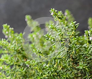 Blooms thyme herbs
